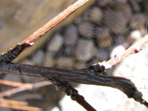Tiny Spider Web